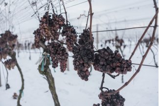 vino